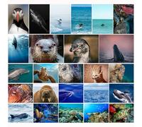 Animal Postcards Set Sea Animals - 25 Postcards with Dolphins, Whales, Seals & Penguins, Blank, DIN A6, Postcards for Children, School & Postcrossing, Orca Seal, Turtle, Shark, Octopus, Starfish