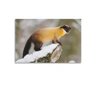 Animal Poster Javan Yellow-throated Marten Poster Decorative Painting Canvas Wall Posters And Art Picture Print Modern Family Bedroom Decor Posters 12x18inch(30x45cm)