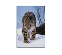 Animal Poster Leopards in The Snow Decorative Painting Canvas Art Picture 20x30inch(50x75cm)
