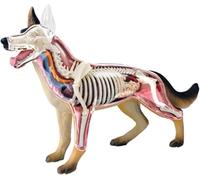 Animal Skeleton Specimen, 4D Dog Anatomy Model with Detachable Biology, Canis lupus Skeleton, 29 Parts, for Animal Teaching Demonstration and Veterinary Training.