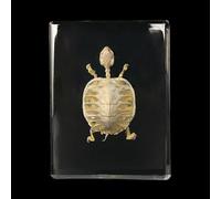 Animal Skeleton Specimen, Full Bones Model for Science Study, Lifelike Taxidermy Bone Arts Supplies for Home Decor and Art Collection