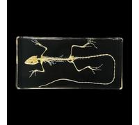 Animal Skeleton Specimen, Full Bones Model for Science Study, Lifelike Taxidermy Bone Arts Supplies for Home Decor and Art Collection