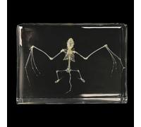 Animal Skeleton Specimen, Full Bones Model for Science Study, Lifelike Taxidermy Bone Arts Supplies for Home Decor and Art Collection