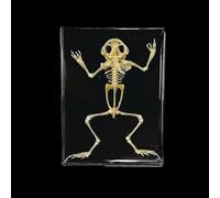 Animal Skeleton Specimen, Full Bones Model for Science Study, Lifelike Taxidermy Bone Arts Supplies for Home Decor and Art Collection