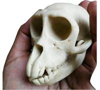 Animal Skull Model, Halloween Animal Scary Skeleton Props, Macaque Skull Model, Real Bones Specimen, for Home Collectible Decoration Carnival Party.