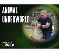 Animal Underworld - Season 1