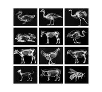 Animal X-Ray Images Kit Science Learning Kit Light Table Accessories for Kids (Farm Animals Theme)