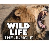 Animals are Amazing