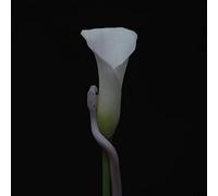 Animals As Leaders - Parrhesia