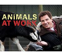 Animals at Work