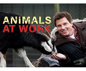 Animals at Work