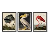Animato Birds Of America Poster Set, Nature Art Prints, Vintage Botanical Wall Décor, A2 (Black Frame) - 62.5x45.1cm