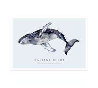 Animato Blue Whale Nautical Exhibition Art Print, Vintage Botanical Prints, Retro Sealife Oceanography Illustration Wall Art Pictures, Nature Bathroom Home Decor, A4 (Print Only) - 29.7x21cm