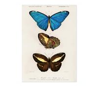 Animato Butterflies, Blue Charles Dessalines D'Orbigny Poster, Vintage Botanical Prints, Encyclopedia Retro Wall Art Home Decor, Archival Matte, A3 (Print Only) - 42x29.7cm