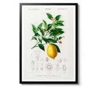 Animato Lemon Tree Botanical Illustration by Charles D'Orbigny, Vintage 1849 Print, Green Wall Art, Poster for Home Decor, Gift Idea, Archival Matte, A3 (Print Only) - 42x29.7cm