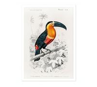 Animato Toucan Charles Dessalines D'Orbigny Poster, Vintage Botanical Prints, Encyclopedia Retro Wall Art Home Decor, Archival Matte, 50x70cm (Print Only) - 50x70cm