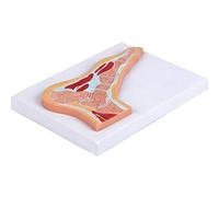 Ankle Foot Joint Sectional Anatomy Model with Detailed Muscles and Ligaments for Classroom Demonstration Anatomy Study Joint Model