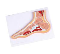 Ankle Foot Joint Sectional Anatomy Model with Detailed Muscles and Ligaments for Classroom Demonstration Anatomy Study Detachable