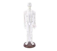 ANKROYU 52cm Acupuncture Model Human Body Acupoint Model Full Body Acupuncture Practice Model with Base for Student Teaching Training Demonstration PVC Material (Male)