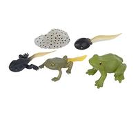 ANKROYU Ranidae Growth Cycle Model Set Miniature Simulation Animal Life Stages Educational Science for Classroom Homeschool Learning Plastic Animal Figures