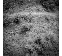 Anna Tivel - Animal Poem [VINYL]