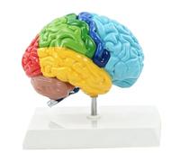 Annadue Human Brain Model Right Hemisphere Anatomy, Color Coded Functional Zones Neuroscience Teaching Tool, PVC Simulation Brain for Psychology Cognitive Education