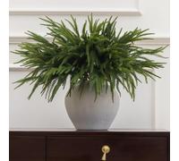 Anna's Whimsy 12 Pcs 50cm Christmas Norfolk Pine Branches, Norfolk Pine Stems, Artificial Christmas Tree Branches DIY Crafts Faux Xmas Plants for Indoor Outdoor Home Decor