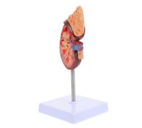 Anneome 1 Kidney Anatomical Model Human Organs Biology Class Prop Teaching Display for Medical Education and Anatomy Physiology Studies