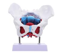 Anneome 1pc Female Pelvic Model Medical Teaching Aid with Display Pelvic Anatomy Separable Design for Educational Use for Doctors Nurses Students Medical Schools and Hospitals