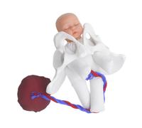 Anneome 1Set Realistic Female Pelvis Model for Childbirth Simulation Midwifery Education Tool with Fetus Umbilical Cord Placenta for Obstetric Teaching Prenatal Classes