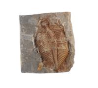 Anneome Ancient Trilobite Specimen Real for Education and Collection Unique Natural Stone for Teens and Enthusiasts for Biology Class Displays and Animal Specimen Projects