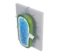 Anneome Cell Nucleus Model for Biology Teaching Enlarged Cell Culture System Medical Science Educational Tool Anatomy Demonstration for Schools and Home Study