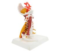 Anneome Cervical Vertebra Model Anatomical Human Spine Display Model for Teaching Material Portable Design for Doctors Nurses and Students
