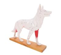 Anneome Dog Acupuncture Canine Anatomy Tool for Veterinary Teaching Chinese Medicine Reference for Students Practitioners Display for Acupuncture Points
