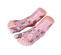 Anneome Foot Reflexology Display Model Simulation for Tcm Education Foot Models Set