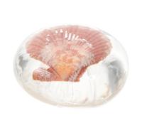 Anneome Hydrating Peptide Cleansing Soap with Essential Oils, Jelly Shell Sea Creature Bath Soap for Women, Moisturizing Face and Body Wash