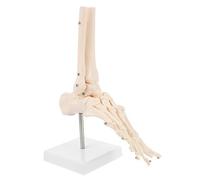 Anneome Life Foot Ankle Joint Model Human Skeleton Foot Bone Anatomical Model Pvc Plastic Stand Included