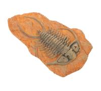 Anneome Paleontological Insect Specimen Ornament Compact Insect Decor for Science Teaching Decorative Paleontological for Collection for Educational Use