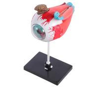 Anneome Realistic Human Eye Model Anatomy for Educational Science Kit Enhancing Understanding of Visual System for Home School and Interactive Learning