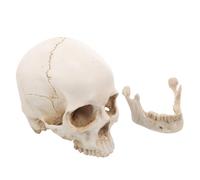 Anneome Scale Detachable Anatomy Medical Teaching Tool for Students Professionals Artistic Display and Educational Research