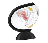 Anneome Uterus Model for Medical Anatomy Showing Uterus Structure and Female Reproductive Organ Details for Educational Display