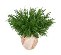 ANNMEONZ 6 Pcs Artificial Norfolk Pine Branches - 45CM Faux Christmas Greenery Stems Realistic Winter Greens Fake Evergreen Cedar Picks for DIY Flower Arrangement Home Indoor Christmas Decor。 (6)