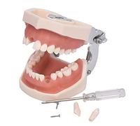 ANNWAH Dental Typodont Teeth Model,Completely Detachable Teeth Model Suitable for Teaching,Practice and Study,Come with a Small Screwdriver