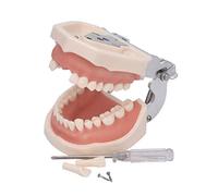 ANNWAH Dental Typodont Teeth Model,Completely Detachable Teeth Model Suitable for Teaching,Practice and Study,Come with a Small Screwdriver