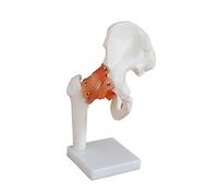 Anotomical Model Life-Size Hip Joint with Flexible ligaments - Medical Educational Training Aid