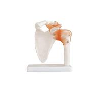 Anotomical Model - Life-Size Shoulder Joint - Medical Educational Training Aid
