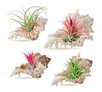 ANPHSIN 4 Pack Conch Sea Shell Air Plant Holders- 4-5 inches Natural Airplant Pot, Decorative Tillandsia Succulent Display Container for Gardening Housewarming Gifts Home Table Decors, No Plants