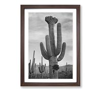 Ansel Adams Cactus in Saguaro 2 in Arizona Framed Print | A2 Walnut Framed Wall Art | Ready to Hang | Modern Nature Picture | Living Room Bedroom Lounge Office