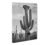 Ansel Adams Cactus In Saguaro 2 In Arizona Vintage Photograph Canvas Print | Gallery Wrapped 30mm Frame Wall Art | 20x14 inches | Ready to Hang | Classic Floral Picture | Living Room Lounge Office