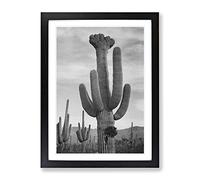 Ansel Adams Cactus In Saguaro 2 In Arizona Vintage Photograph Framed Print | A2 Black Framed Wall Art | Ready to Hang | Classic Nature Picture | Living Room Bedroom Lounge Office